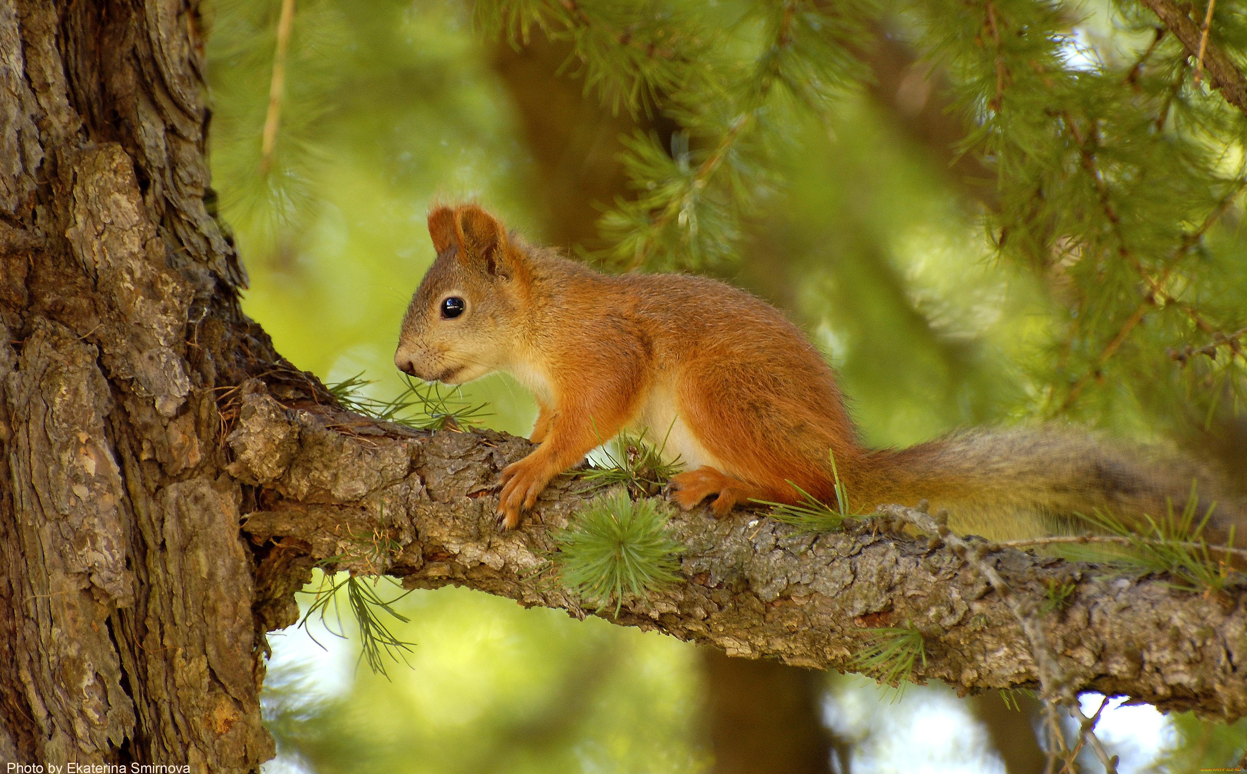 , , squirrel